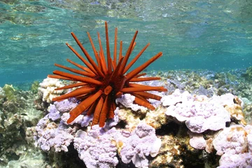 A red pencil urchin (Heterocentrotus mamillatus) rests on pale coral beneath clear turquoise water in Papahānaumokuākea Marine National Monument. Its long orange-red spines radiate like the Flower Claude mascot, making the animal a real-life Claude lookalike. Photograph credited to James Watt and published by the U.S. Fish and Wildlife Service under CC BY 2.0.